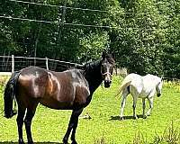 rocky-mountain-horse