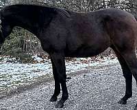warmblood-colt