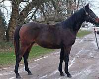 warmblood-horse-for-sale