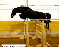 warmblood-horse