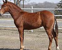 chestnut-ancce-pre-filly