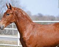 chestnut-star-horse