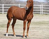 star-horse