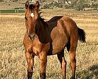 dun-stud-colt