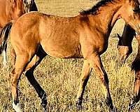 own-colt