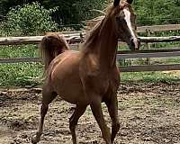 break-to-ride-arabian-horse