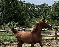 break-to-ride-mare