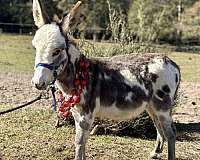breeding-donkey