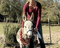 companion-donkey