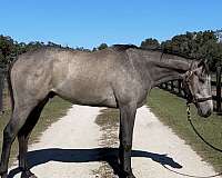 all-around-thoroughbred-horse