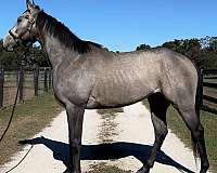 athletic-thoroughbred-horse