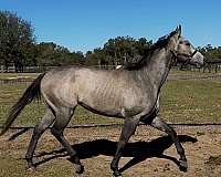 barrel-thoroughbred-horse