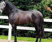 lusitano-horse