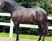 grey-lusitano-horse