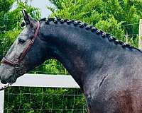piro-free-lusitano-horse