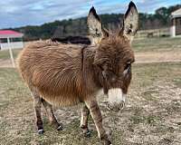 brown-adms-donkey