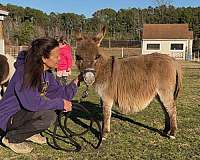 6-hand-miniature-donkey