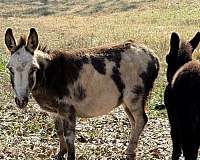 donkey-mare