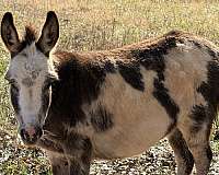donkey-for-sale