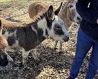 donkey