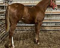 athletic-quarter-horse
