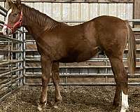 barrel-quarter-horse