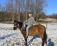 all-around-quarter-horse