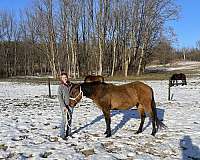 breeding-quarter-horse