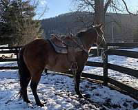 ranch-quarter-horse