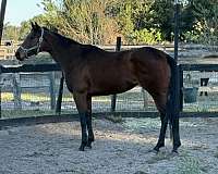 all-around-thoroughbred-horse