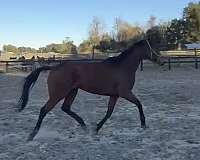 athletic-thoroughbred-horse