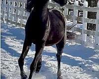 black-dressage-prospect-dutch-warmblood-horse