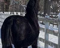 hanoverian-dutch-warmblood-horse