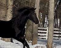 black-dressage-prospect-horse