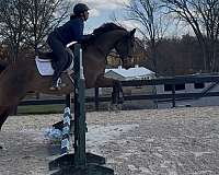 thoroughbred-horse-for-sale
