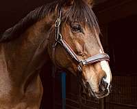 thoroughbred-gelding