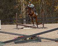 thoroughbred