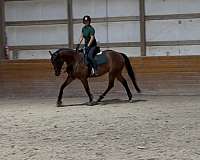 gelding
