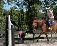 dressage-thoroughbred-horse