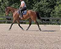 hunter-thoroughbred-horse