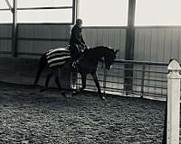 jumper-thoroughbred-horse