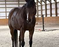 thoroughbred-horse