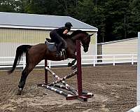 dressage-gelding