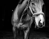 hunter-gelding