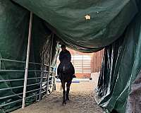 jumper-gelding
