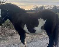 black-white-paint-pony