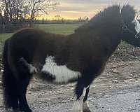 beginner-pony
