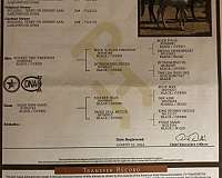paint-gelding