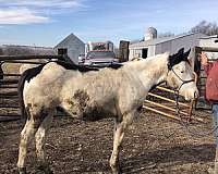 paint-horse-for-sale