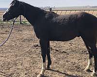 paint-horse-for-sale